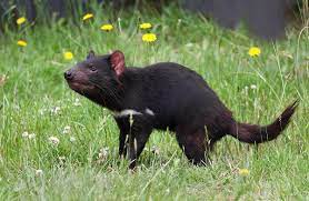 Tasmanian devil - Wikipedia