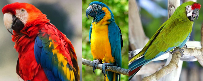 Choosing the first walkthrough aviary bird/birds for Planet Zoo ...