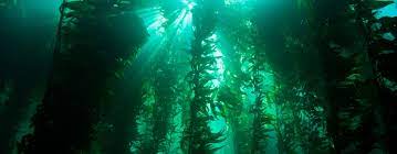 What is a kelp forest?