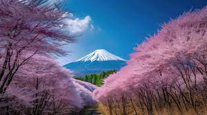 Cherry Blossom Forest In Kyoto And Mount Fuji Japan Travel Background,  April Landscape Mt, Fuji 733 Oshino Hakkai With Cherry Blossom Trees, Hd  Photography Photo Background Image And Wallpaper for Free Download