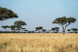 1500+ African Savanna Pictures | Download Free Images on Unsplash