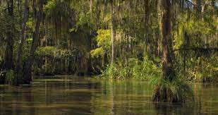 Touring Louisiana Swamps Is a Meditation on Climate Change - AFAR