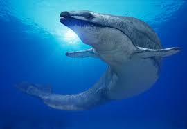 Basilosaurus | Walking With Wikis | Fandom