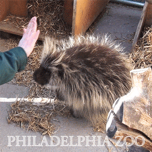 1697743467293.gif