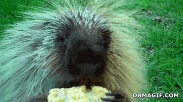 1697755348740.gif