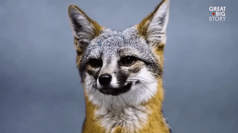 1697810191350.gif