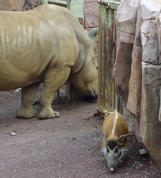 Red River Hog interspecies enrichment | Frontier Forums