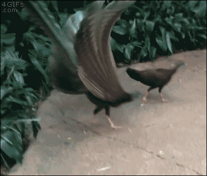 1712945714760.gif