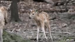 1712950113054.gif
