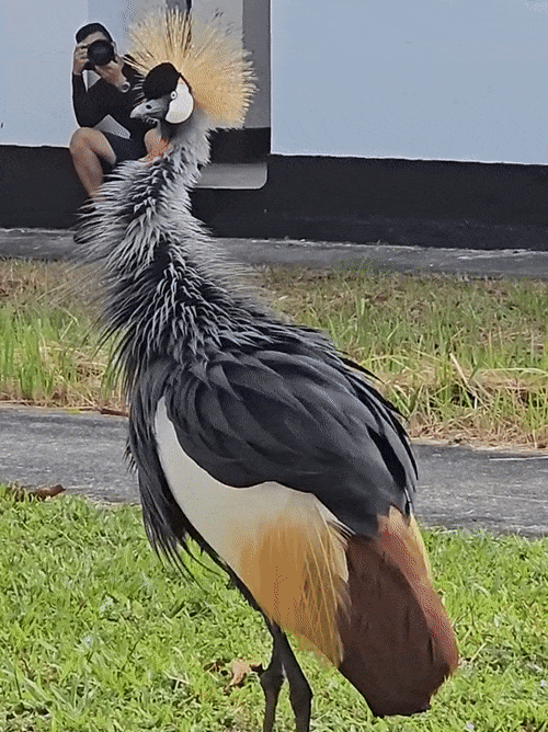 1713513694930.gif