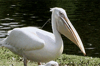 1713513767496.gif