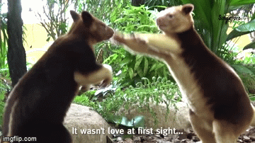 1713513879840.gif