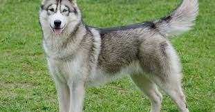 Husky Sibérien : caractère, santé, alimentation, prix et entretien
