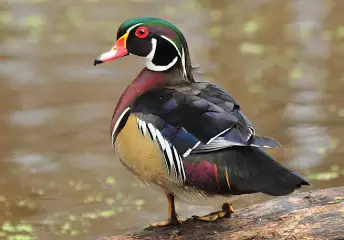 1722789231431.png