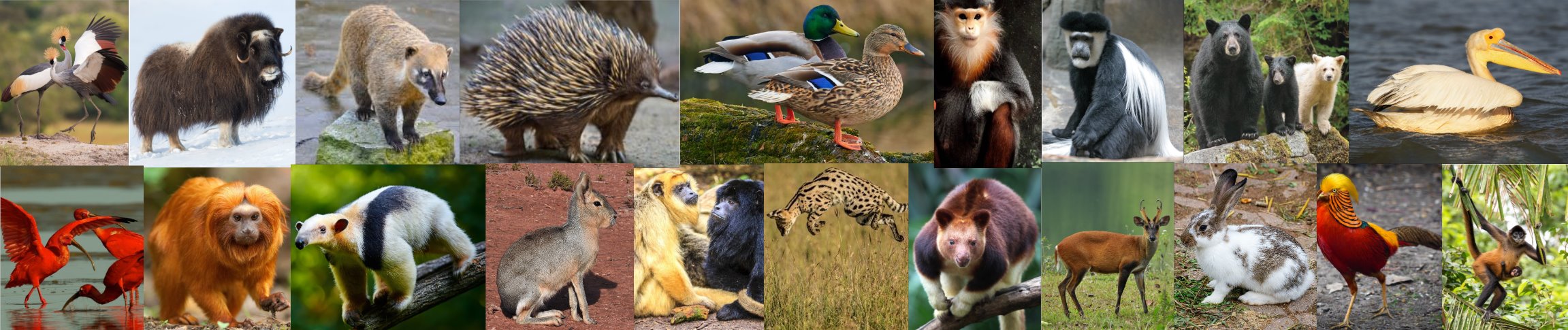 A collage of different animalsAI-generated content may be incorrect.