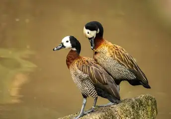 1752354920344.png