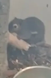 1753100789907.png