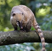 180px-Nasenbaer_Nasua_nasua_Zoo_Augsburg-04.jpg