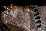 180px-Squaw-ringtail-28073.jpg