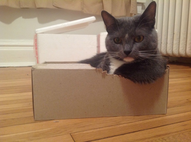 19-hilarious-photos-of-cats-that-will-make-you-laugh-more-thank-you-should-01.jpg