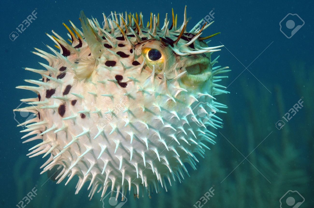 19012253-blowfish-o-diodon-holocanthus-bajo-el-agua-en-el-océano-en-destino-tropical.jpg