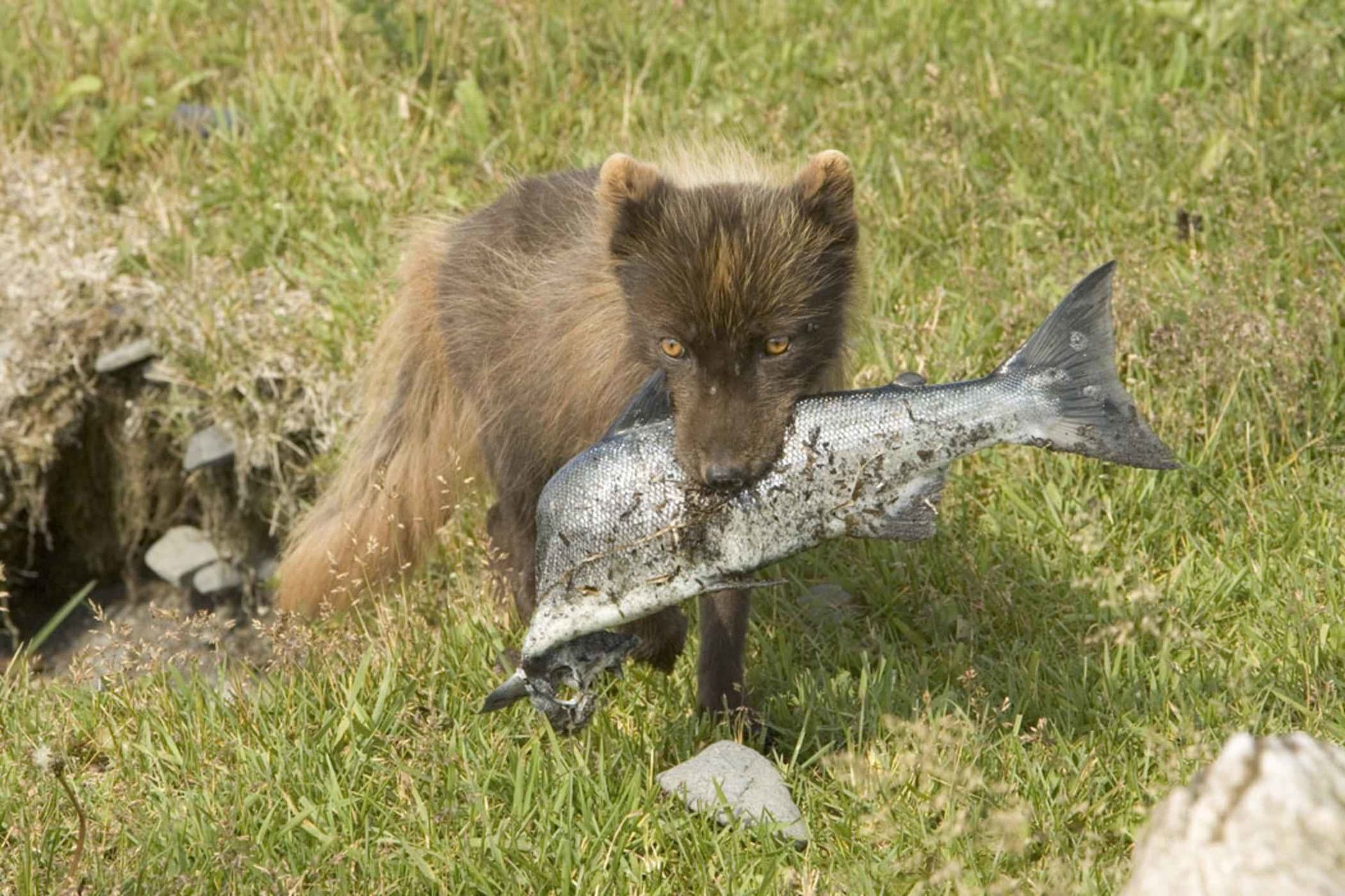 1920px-Fox_with_fish.jpg