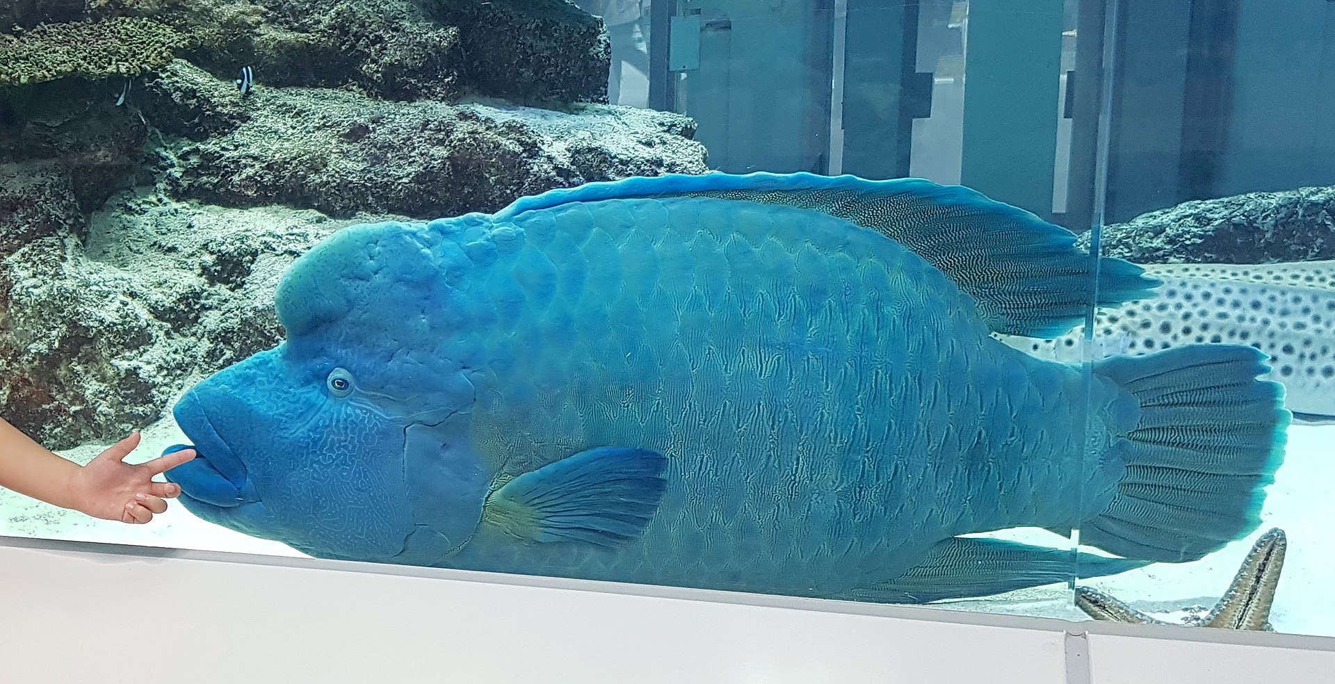 1920px-Humphead_Wrasse_at_Aeon_Okinawa.jpg