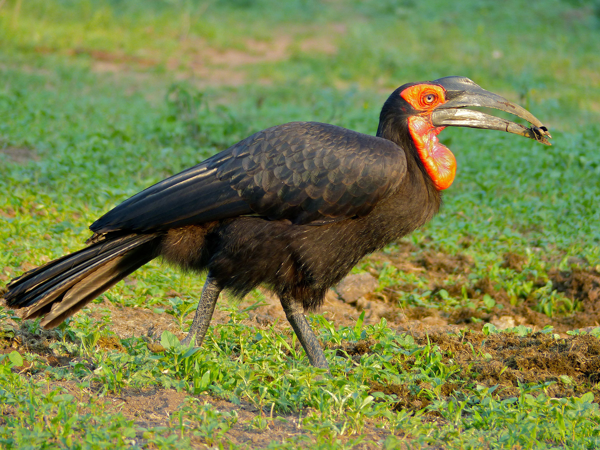 1920px-Southern_Ground_Hornbill_(Bucorvus_leadbeateri)_male_(11451032976).jpg