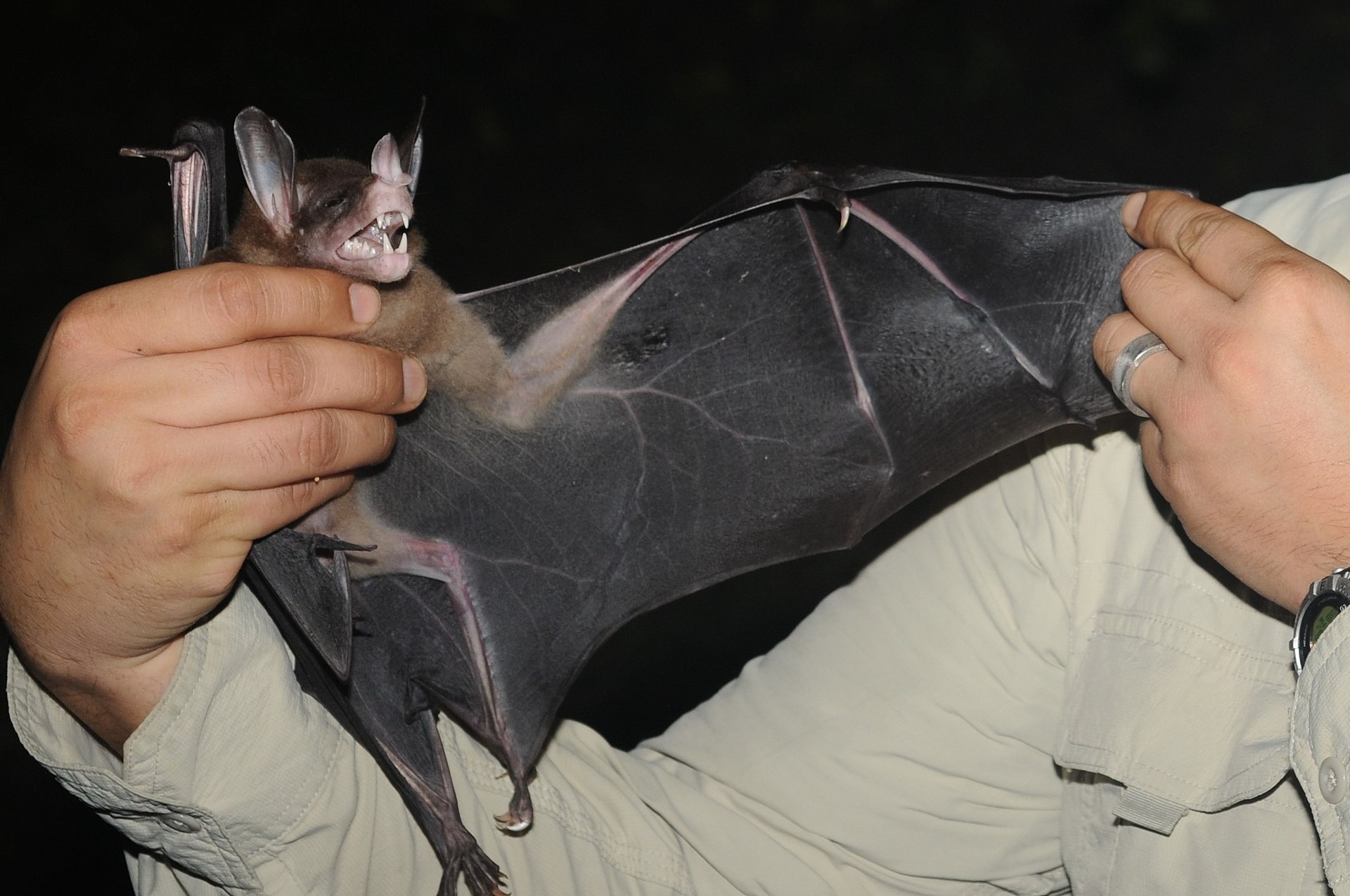 1920px-Spectral_bat_photo.jpg