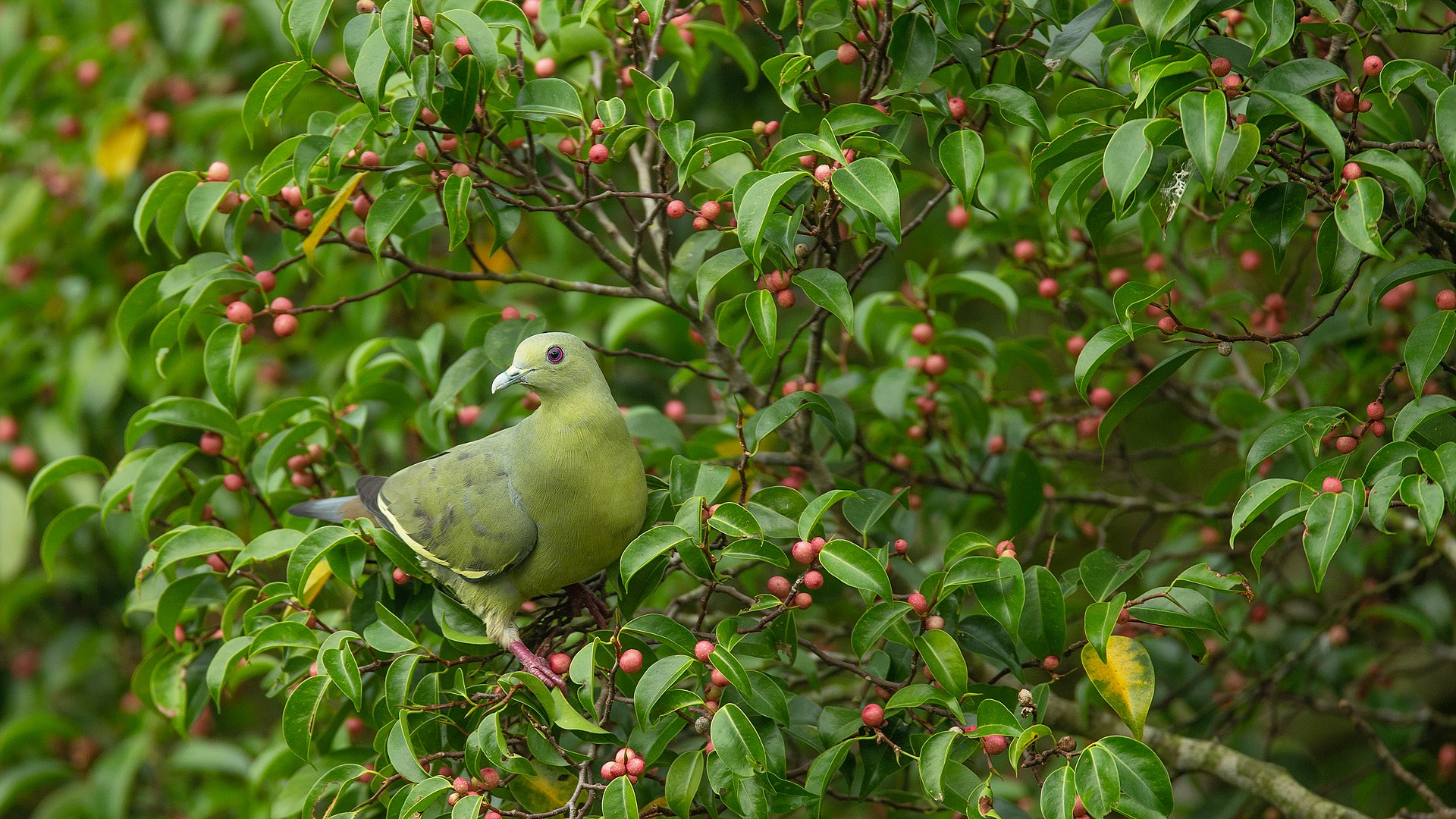 1920px-Treron_vernans_female_-_Kent_Ridge_Park.jpg