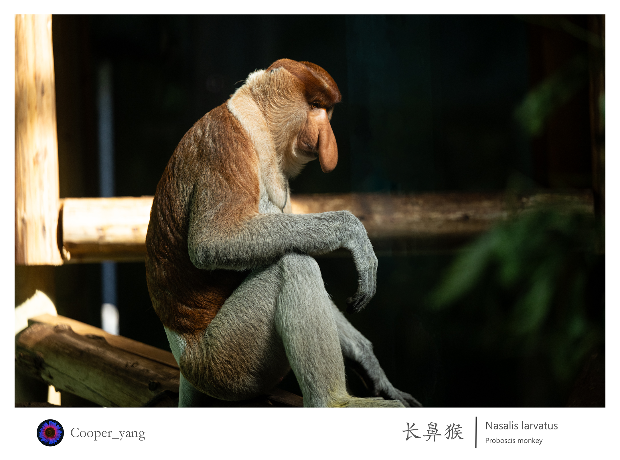 长鼻猴（2）2.jpg
