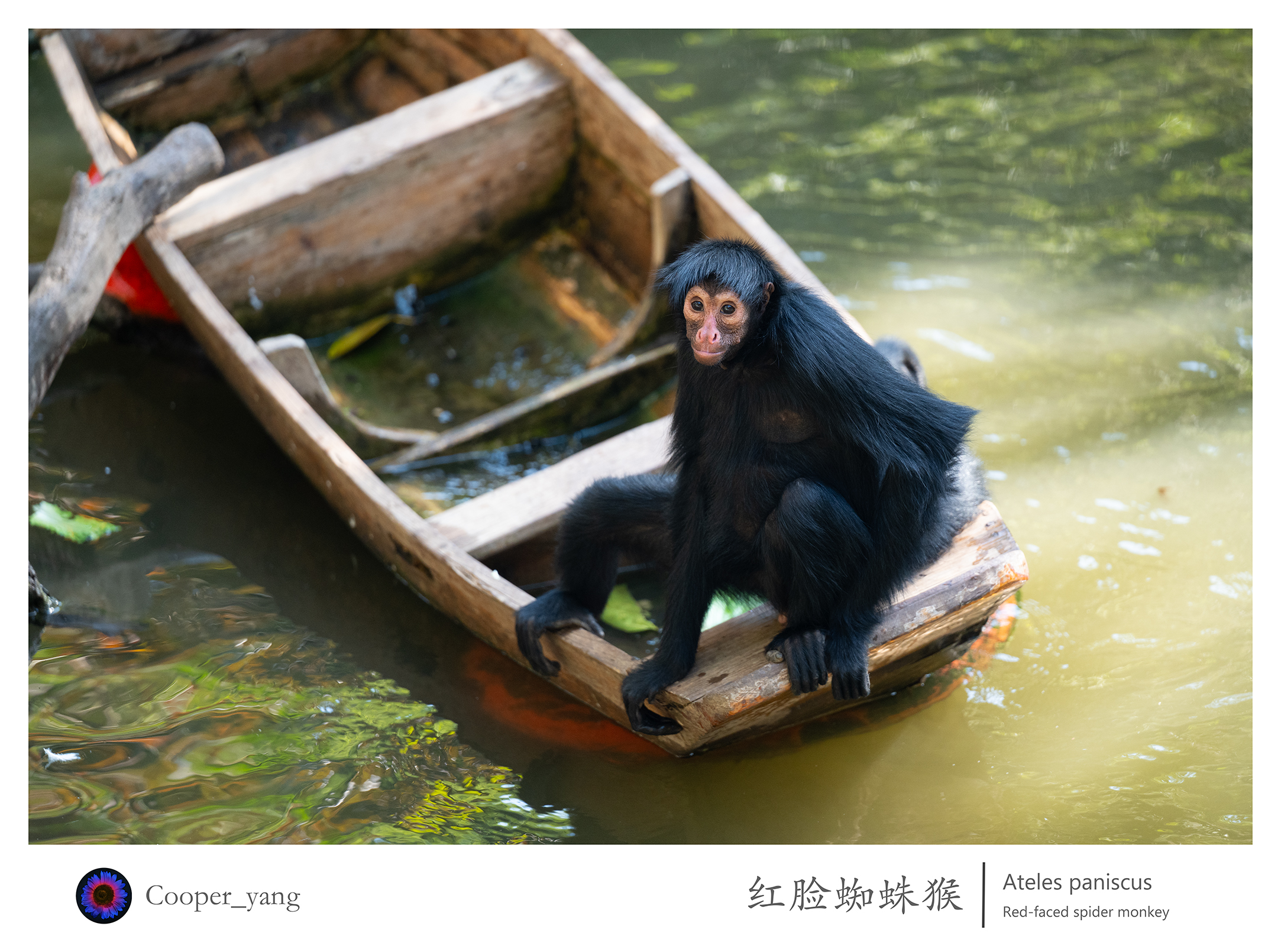红脸蜘蛛猴（2）2.jpg