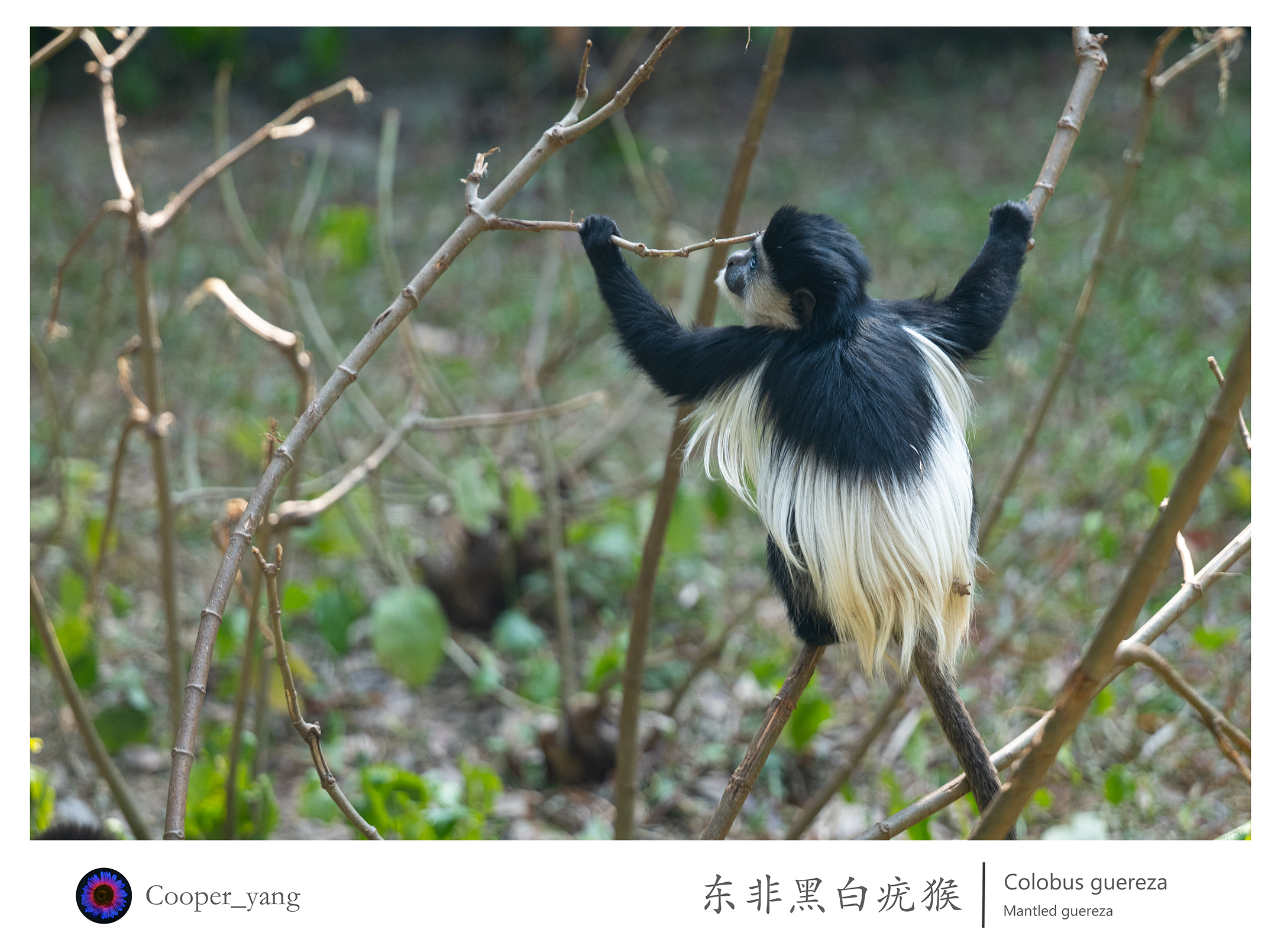 东非黑白疣猴（2）2.jpg