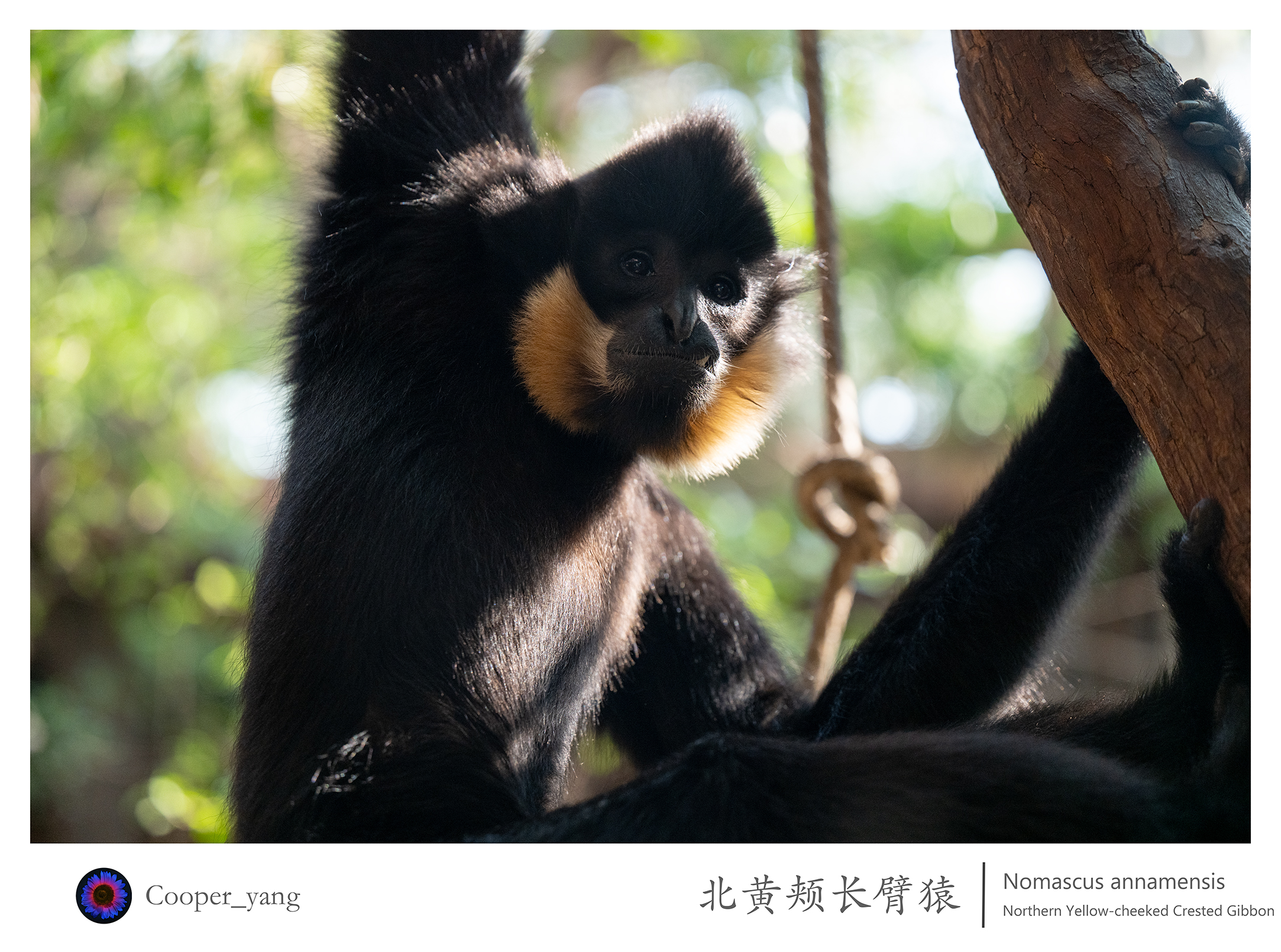 黄颊长臂猿-2.jpg