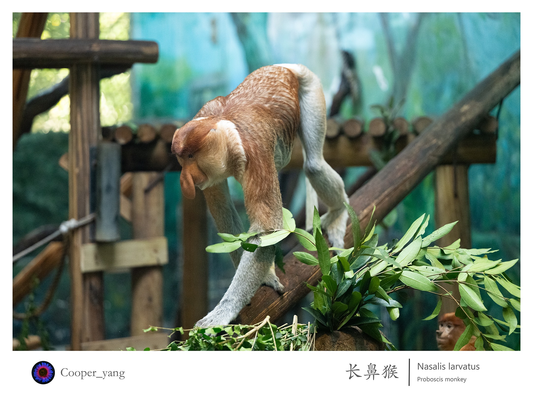 长鼻猴2.jpg