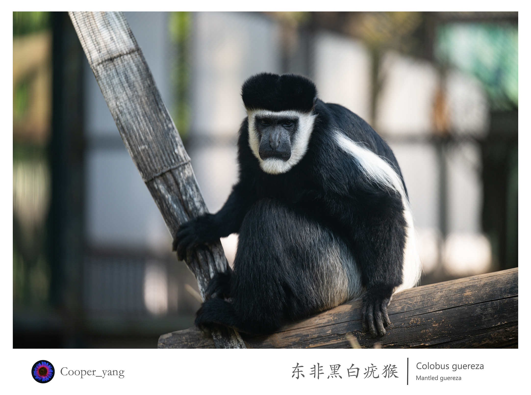 东非黑白疣猴2.jpg