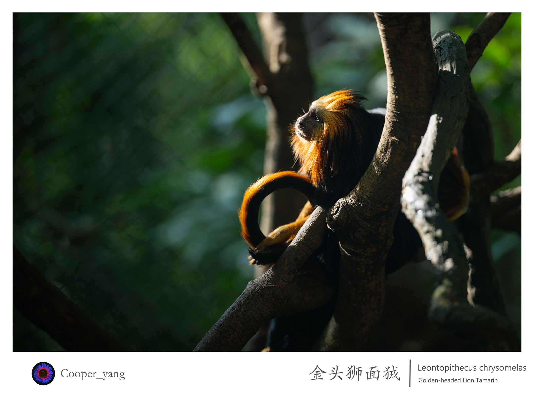 金头狮面狨2.jpg