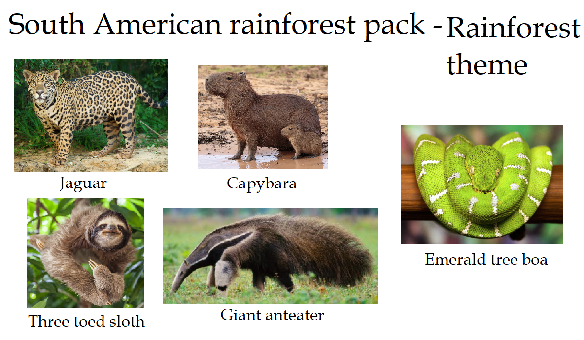 2 south american rainforest.png