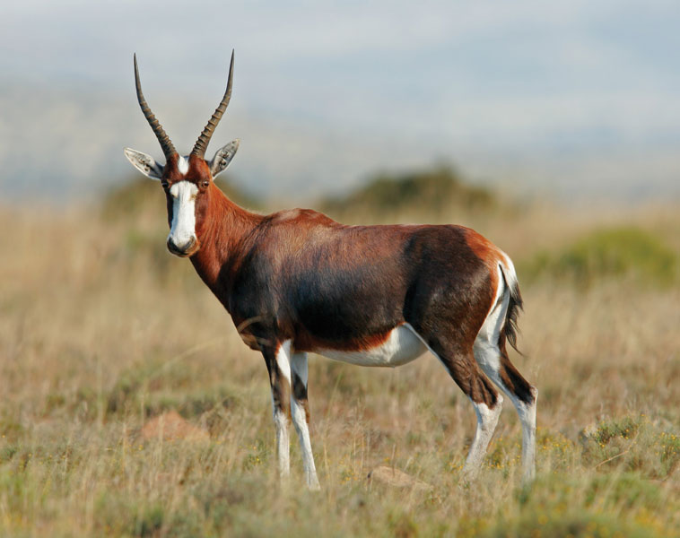 Zoo Tycoon 3: Sable Antelope 