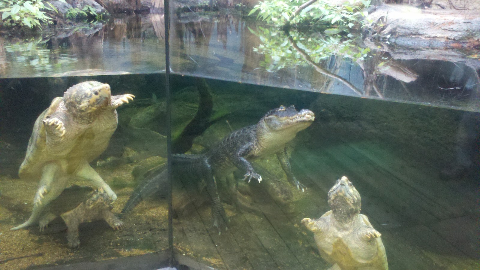 2011 - Aquarium - 10-18-11 005.jpg