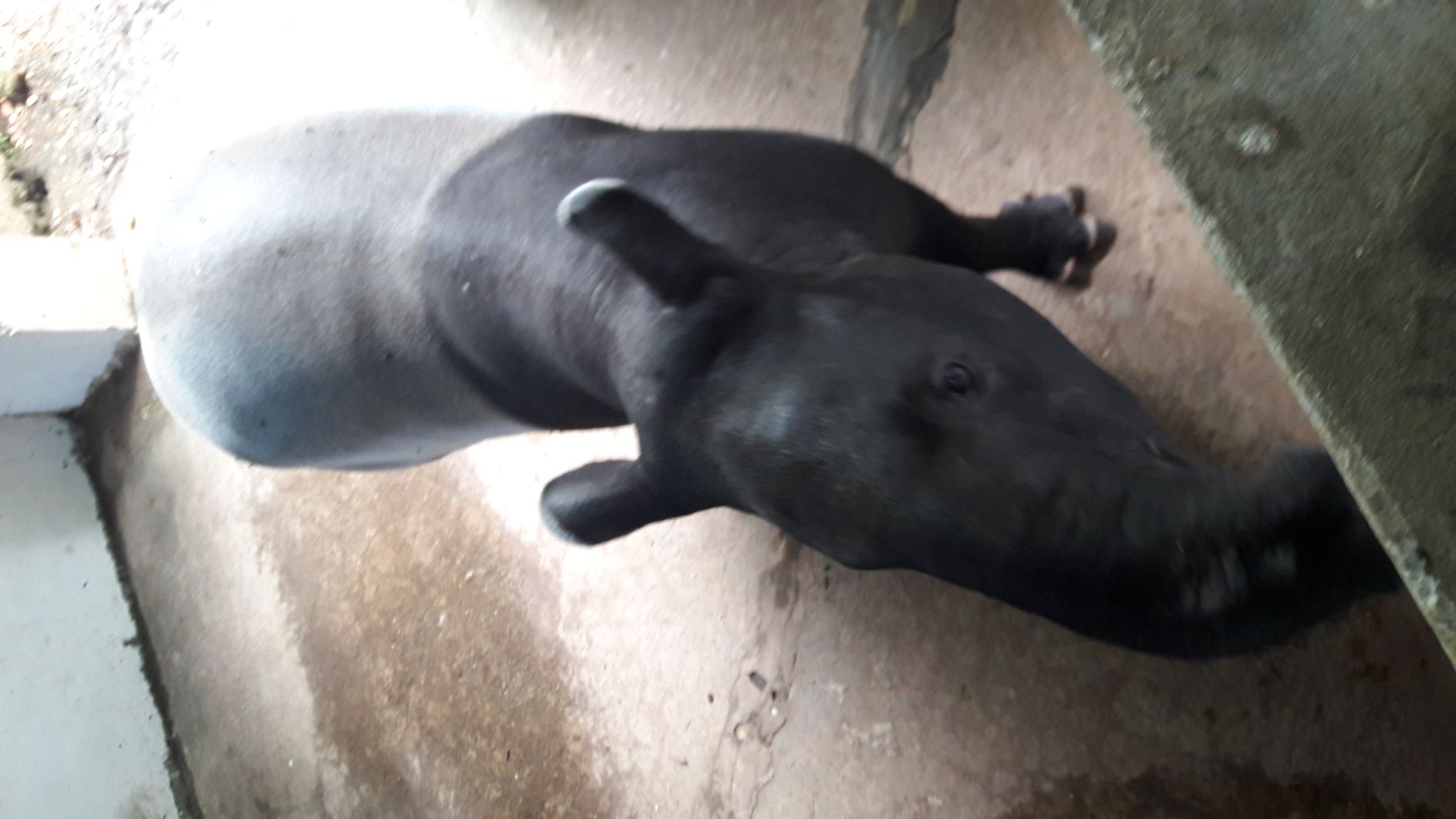 20160401_135642-tapir-jpg.214107