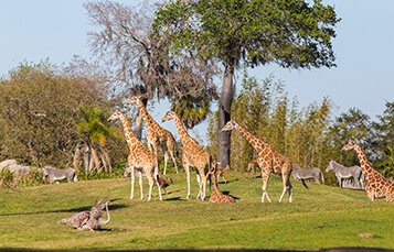 2017_BuschGardensTampaBay_Animal_Attractions_Serengeti_Plains_357x229.jpeg