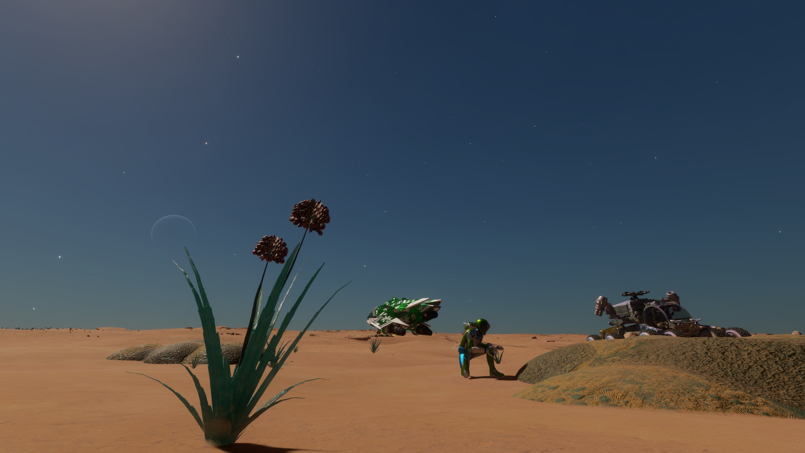 20221202 desert bloom.jpg