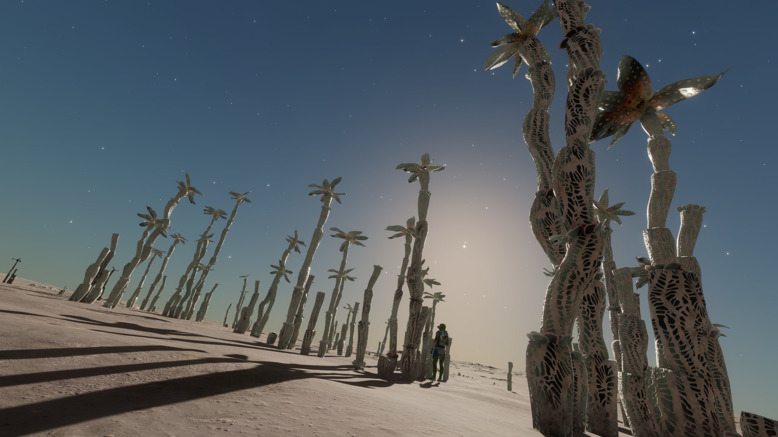 20221202 forest.jpg