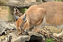 220px-Caracal_caracal_-Toronto_Zoo,_Ontario,_Canada-8b.jpg