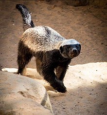 220px-Honey_Badger_Mellivora_capensis_Jerusalem_Al_Quds_by_Prof_Dr_Norman_Ali_Khalaf_2013.jpg