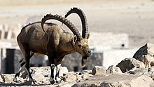 220px-Israel._Nubian_ibex_(15625972648).jpg