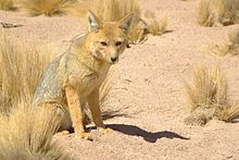 220px-Lycalopex_culpaeus_00.jpg
