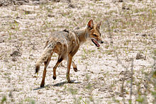 220px-Lycalopex_gymnocercus.jpg