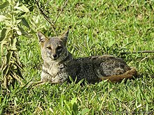 220px-Lycalopex_vetulus_Carlos_Henrique_2.jpeg